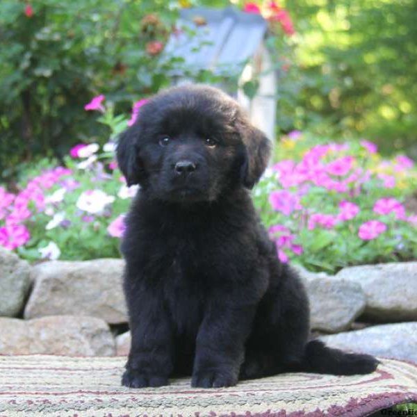 Sparky, Newfoundland Puppy