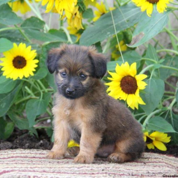 Sparky, Jack Russell Mix Puppy