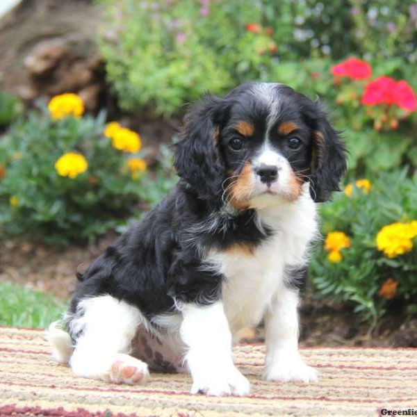 Sparky, Cavalier King Charles Spaniel Puppy