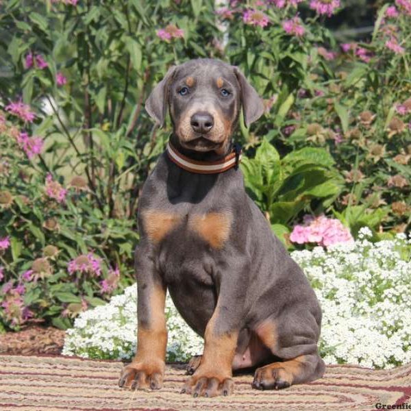 Sparky, Doberman Pinscher Puppy