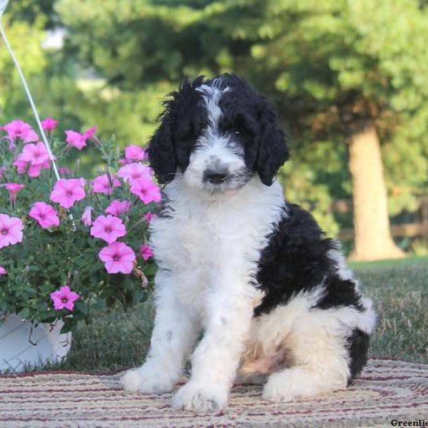 Sparky, Standard Poodle Mix Puppy