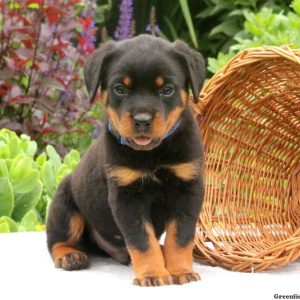 Sparky, Rottweiler Puppy