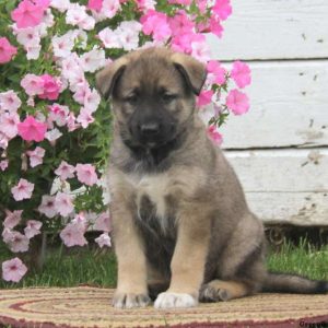 Sparky, German Shepherd Mix Puppy