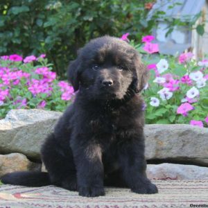 Sparky, Newfoundland Puppy