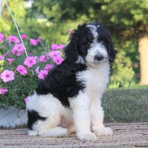 Sparky, Standard Poodle Mix Puppy