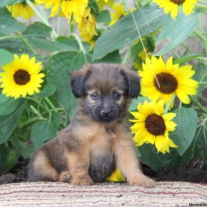 Sparky, Jack Russell Mix Puppy