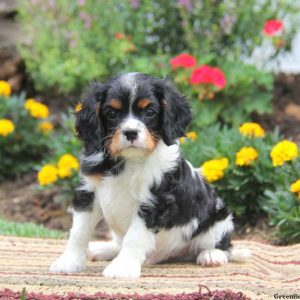 Sparky, Cavalier King Charles Spaniel Puppy