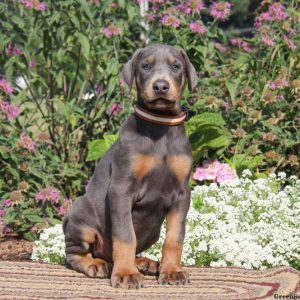 Sparky, Doberman Pinscher Puppy