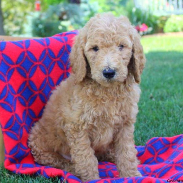 Spencer Lee, Goldendoodle Puppy