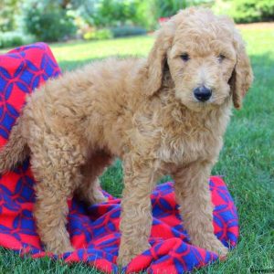 Spencer Lee, Goldendoodle Puppy