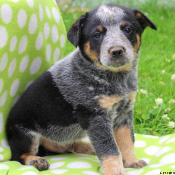 Spike, Blue Heeler – Australian Cattle Dog Puppy