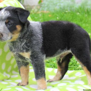 Spike, Blue Heeler – Australian Cattle Dog Puppy