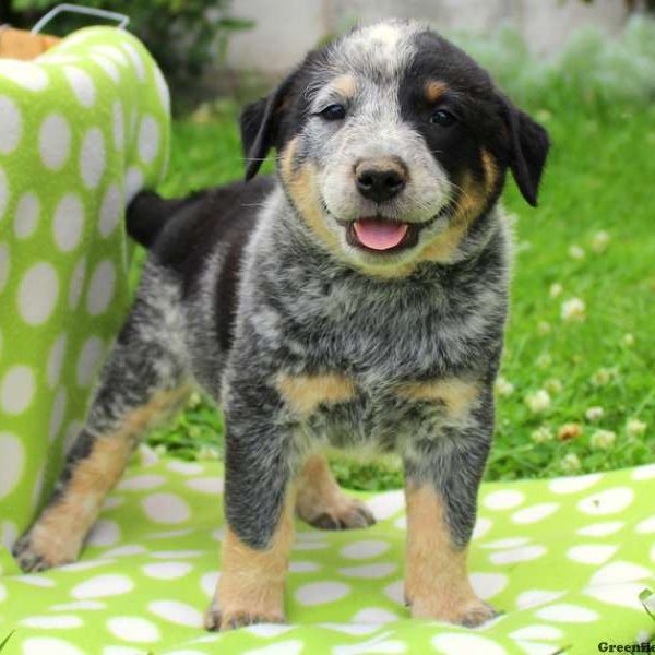 Spirit, Blue Heeler – Australian Cattle Dog Puppy