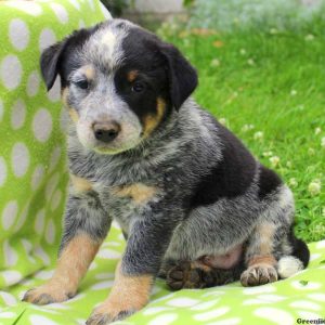 Spirit, Blue Heeler – Australian Cattle Dog Puppy