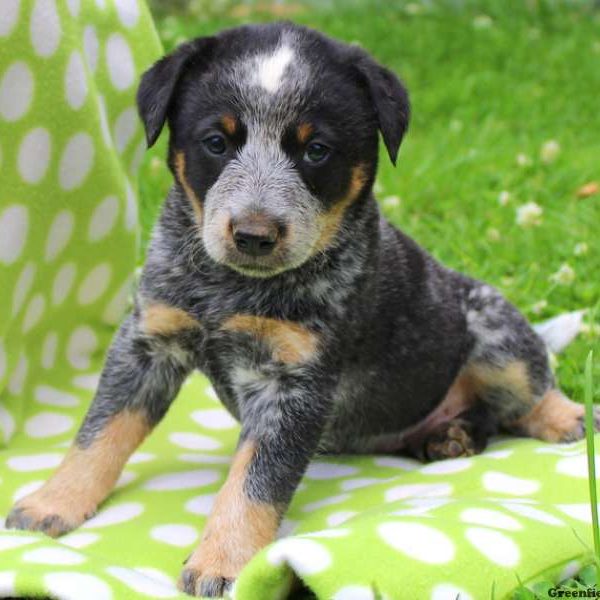 Splash, Blue Heeler – Australian Cattle Dog Puppy