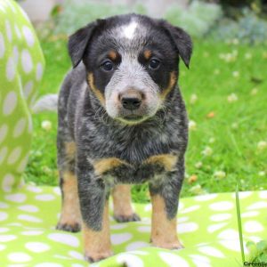 Splash, Blue Heeler – Australian Cattle Dog Puppy