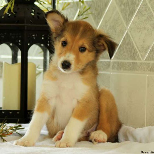 Spook, Shetland Sheepdog Puppy