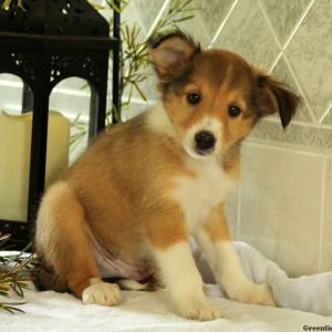 Spook, Shetland Sheepdog Puppy