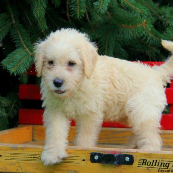 Sport, Whoodle – Miniature Puppy