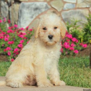 Sport, Whoodle – Miniature Puppy