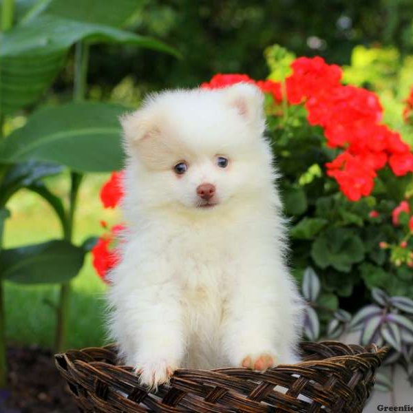 Sporty, Pomeranian Puppy