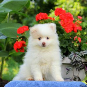 Sporty, Pomeranian Puppy