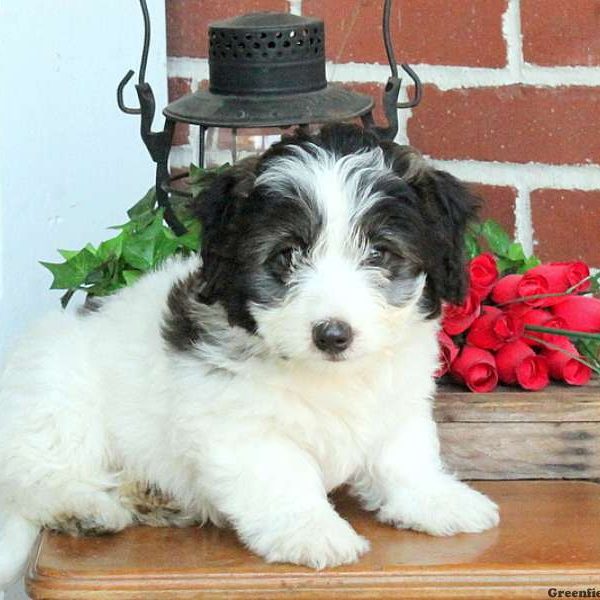 Spotty, Bichon Mix Puppy