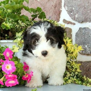 Spotty, Bichon Mix Puppy