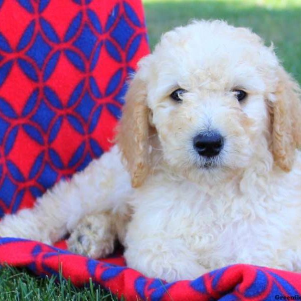 Stan Jr, Goldendoodle Puppy