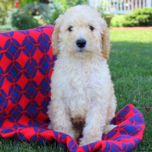 Stan Jr, Goldendoodle Puppy