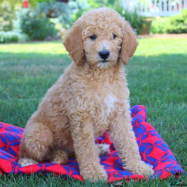 Starla May, Goldendoodle Puppy