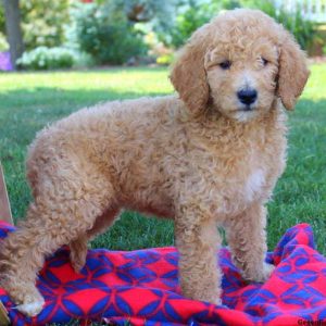 Starla May, Goldendoodle Puppy