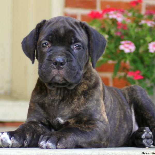 Stella, Cane Corso Puppy