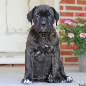 Stella, Cane Corso Puppy