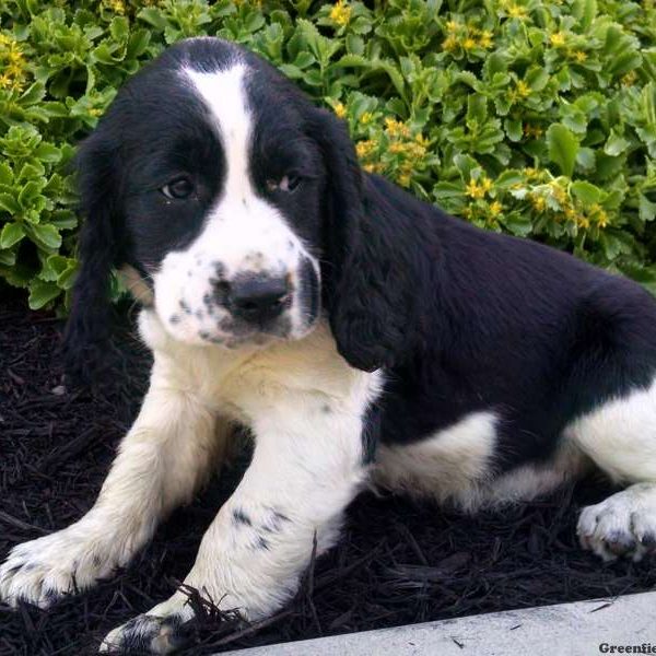 Stephanie, English Springer Spaniel Puppy