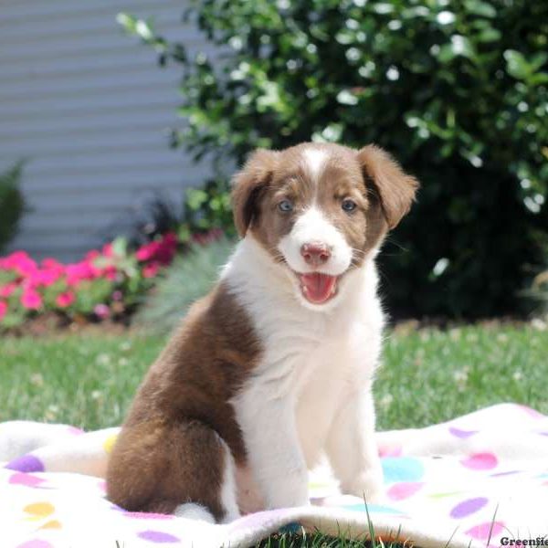 Stephen, Border Collie Puppy