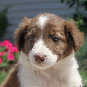 Stephen, Border Collie Puppy