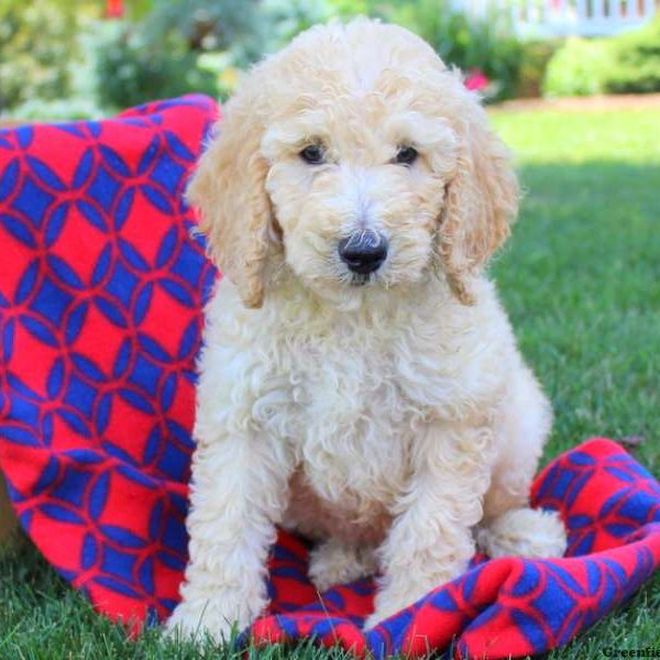 Steven Rolph, Goldendoodle Puppy