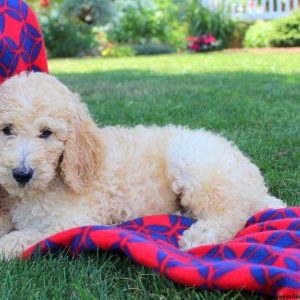 Steven Rolph, Goldendoodle Puppy