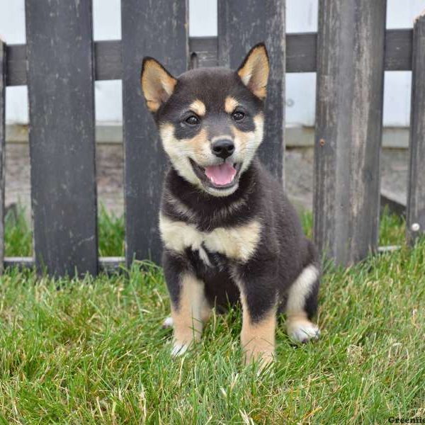 Steven, Shiba Inu Puppy