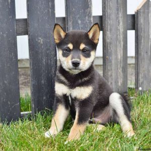 Steven, Shiba Inu Puppy