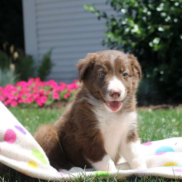 Stewie, Border Collie Puppy