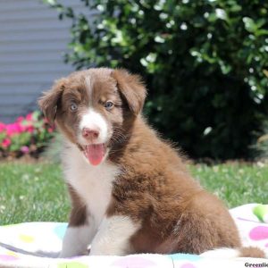 Stewie, Border Collie Puppy