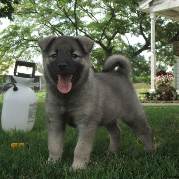 Stormy, Norwegian Elkhound Puppy