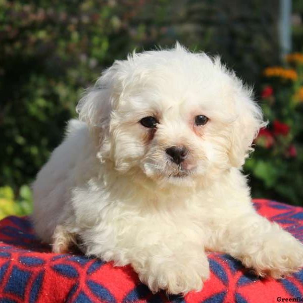 Studly, Shichon / Teddy Bear Puppy