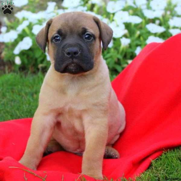 Studly, African Boerboel Puppy