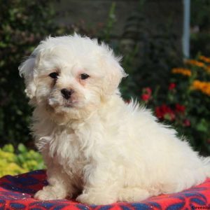 Studly, Shichon / Teddy Bear Puppy