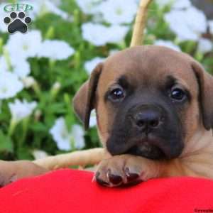 Studly, African Boerboel Puppy