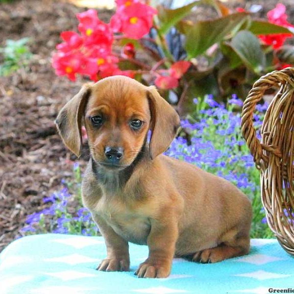 Sully – Miniature, Dachshund Puppy