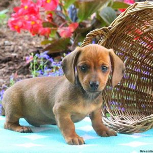 Sully – Miniature, Dachshund Puppy